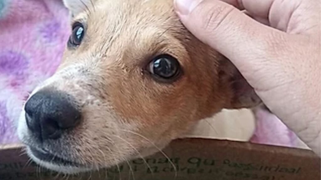 Cachorro é resgatado e junto dele tem uma carta surpreendente: "Peço, de todo o meu coração, que cuide dele"