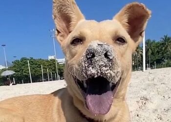 "Ela grudou em mim e ficou me seguindo": mulher resgata uma vira-lata caramelo e muda a vida da cachorrinha para sempre