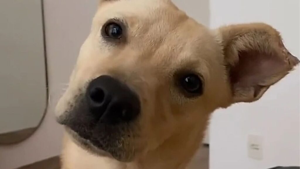 "Ela grudou em mim e ficou me seguindo": mulher resgata uma vira-lata caramelo e muda a vida da cachorrinha para sempre