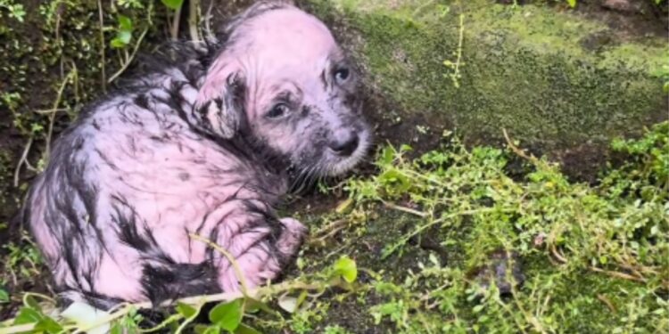 Cachorrinha encontrada congelando de frio se recupera e recebe amor da nova família, "Se ela ficasse mais algumas horas lá fora, não sobreviveria"