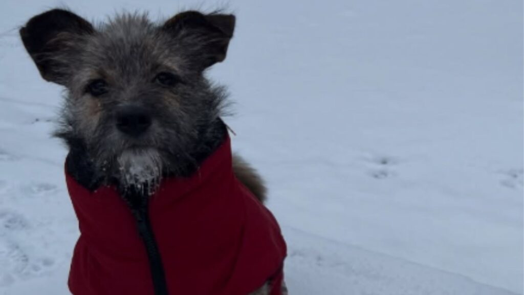 Cachorrinha encontrada congelando de frio se recupera e recebe amor da nova família, "Se ela ficasse mais algumas horas lá fora, não sobreviveria"