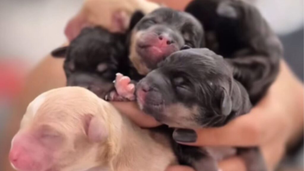 Cadela grávida é encontrada na rua e, por um milagre, seus 6 filhotes foram retirados com vida