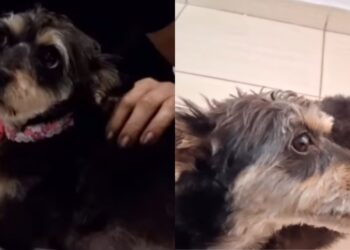 Cadela grávida é encontrada na rua e, por um milagre, seus 6 filhotes foram retirados com vida