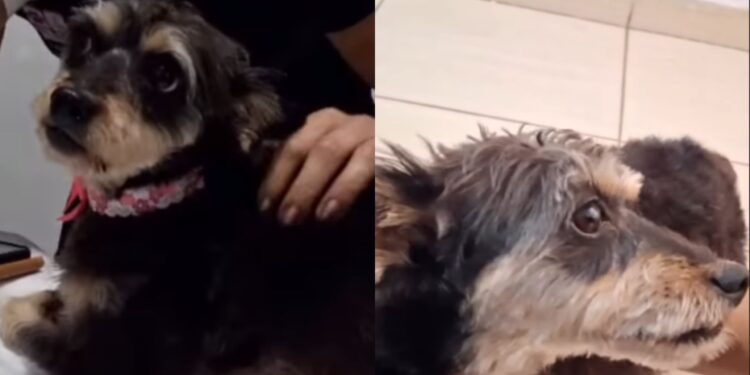 Cadela grávida é encontrada na rua e, por um milagre, seus 6 filhotes foram retirados com vida