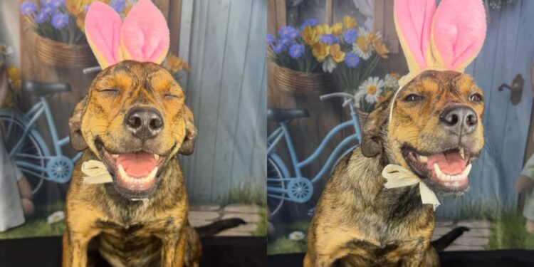 Nádia, a cachorrinha que sorri e chama atenção na internet pela sua alegria