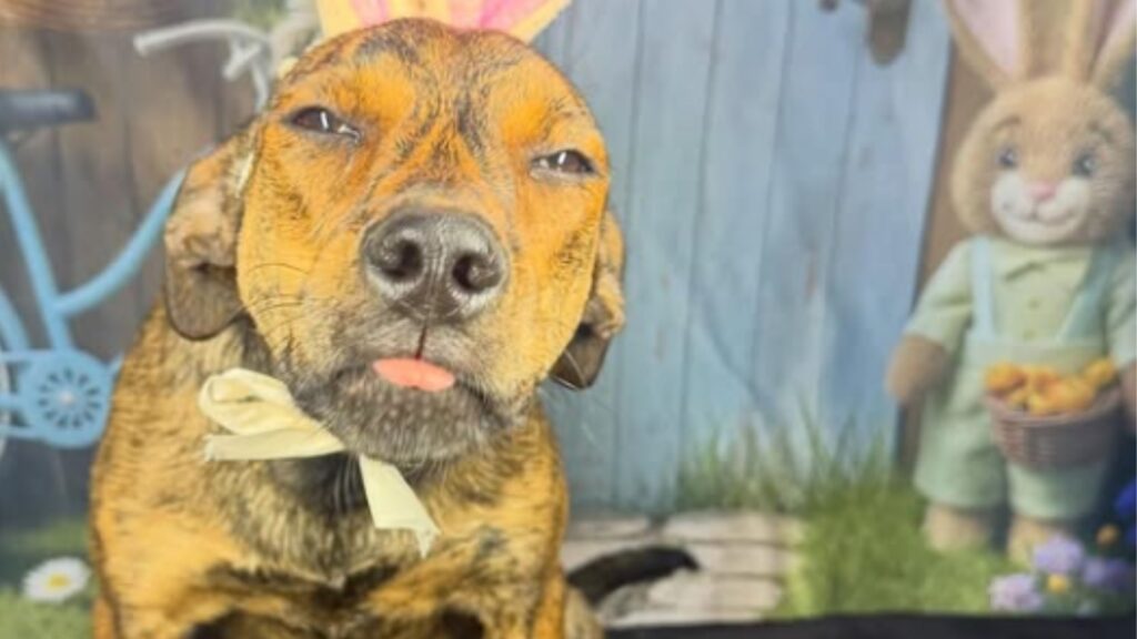 Nádia, a cachorrinha que sorri e chama atenção na internet pela sua alegria