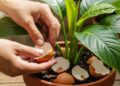 O truque da casca de ovo no cultivo: por que usar casca de ovo pode fortalecer suas plantas