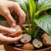 O truque da casca de ovo no cultivo: por que usar casca de ovo pode fortalecer suas plantas