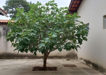 Agora todos querem esta árvore em seus jardins: ela não danifica o concreto e produz frutos suculentos