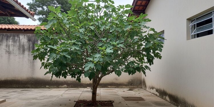 Agora todos querem esta árvore em seus jardins: ela não danifica o concreto e produz frutos suculentos