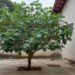 Agora todos querem esta árvore em seus jardins: ela não danifica o concreto e produz frutos suculentos