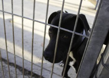 Cachorro abandonado na chuva é encontrado encolhido em rua movimentada