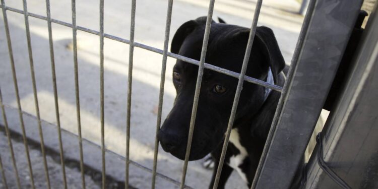 Cachorro abandonado na chuva é encontrado encolhido em rua movimentada