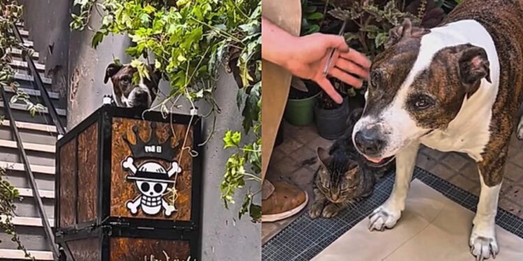 Ele não quis ver seu cão sofrer e construiu um elevador dentro de casa para ajudá-lo a viver melhor