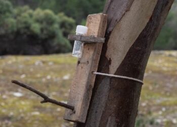 Cientistas criam método simples para alimentar animais após incêndios e salvar vidas na natureza