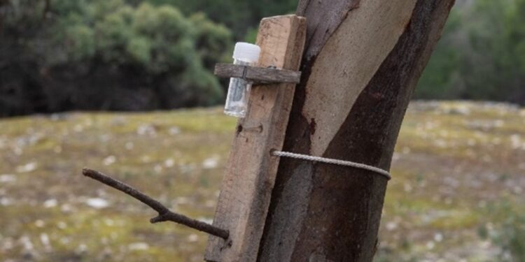 Cientistas criam método simples para alimentar animais após incêndios e salvar vidas na natureza