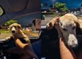 Cachorro ignora comida e surpreende casal ao tentar entrar no carro em busca de um lar