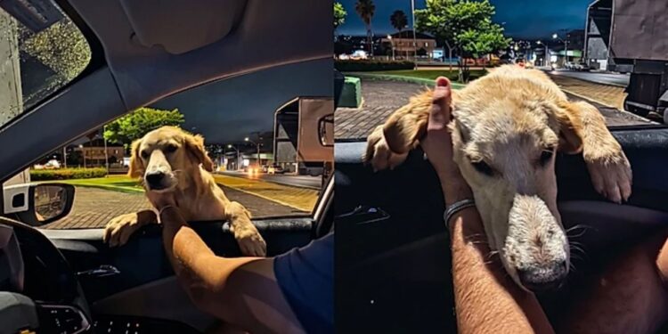 Cachorro ignora comida e surpreende casal ao tentar entrar no carro em busca de um lar
