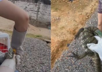 Gata funcionária viraliza ao tratar clientes com “falta de paciência” e conquista a internet