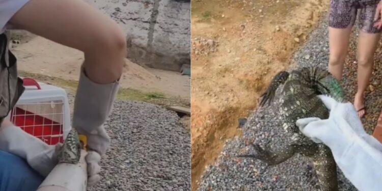 Gata funcionária viraliza ao tratar clientes com “falta de paciência” e conquista a internet