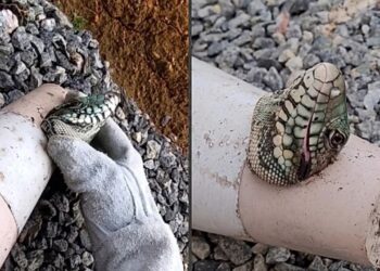 Biólogo resgata lagarto preso em cone de sinalização e reação do animal surpreende na internet