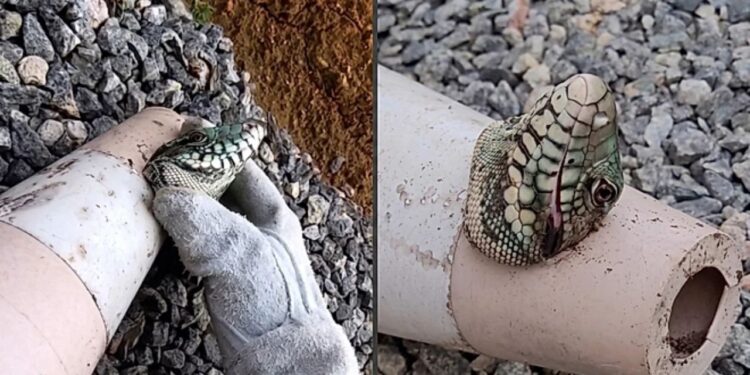 Biólogo resgata lagarto preso em cone de sinalização e reação do animal surpreende na internet
