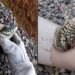Biólogo resgata lagarto preso em cone de sinalização e reação do animal surpreende na internet