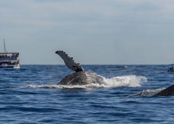 O mais antigo registro sonoro de uma baleia é encontrado nas Bermudas após quase 80 anos