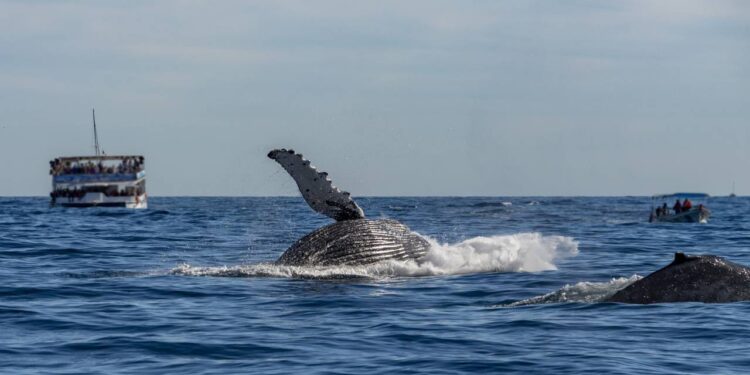O mais antigo registro sonoro de uma baleia é encontrado nas Bermudas após quase 80 anos