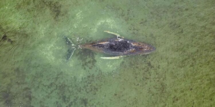 Especialistas confirmam que não há mais chance de sobrevivência para baleia encalhada na Alemanha