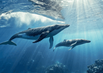 O que as baleias fazem no mar pode ser mais importante do que você imagina, segundo cientistas