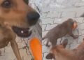 Cadela surpreende ao colocar filhote em primeiro lugar mesmo com fome na rua