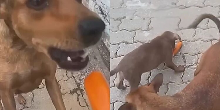Cadela surpreende ao colocar filhote em primeiro lugar mesmo com fome na rua