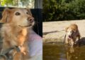 Após 11 anos em abrigo, cadela idosa conquista família e emociona voluntários