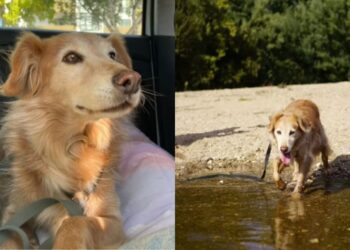 Após 11 anos em abrigo, cadela idosa conquista família e emociona voluntários