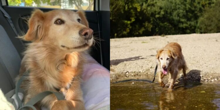 Após 11 anos em abrigo, cadela idosa conquista família e emociona voluntários