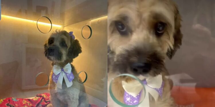 Cadela internada reage ao ouvir a voz da tutora e emociona a internet