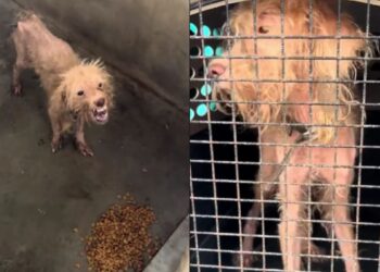 Cachorro “sorri” mesmo após abandono e emociona ao mostrar que ainda acredita em um lar