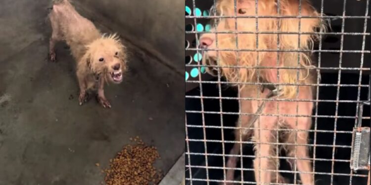 Cachorro “sorri” mesmo após abandono e emociona ao mostrar que ainda acredita em um lar