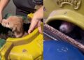 Cachorra idosa é resgatada após anos de confinamento e muda completamente ao receber amor