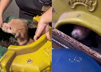 Cachorra idosa é resgatada após anos de confinamento e muda completamente ao receber amor