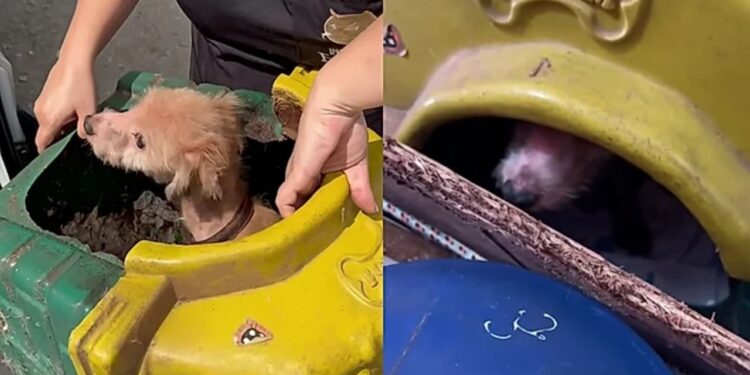 Cachorra idosa é resgatada após anos de confinamento e muda completamente ao receber amor