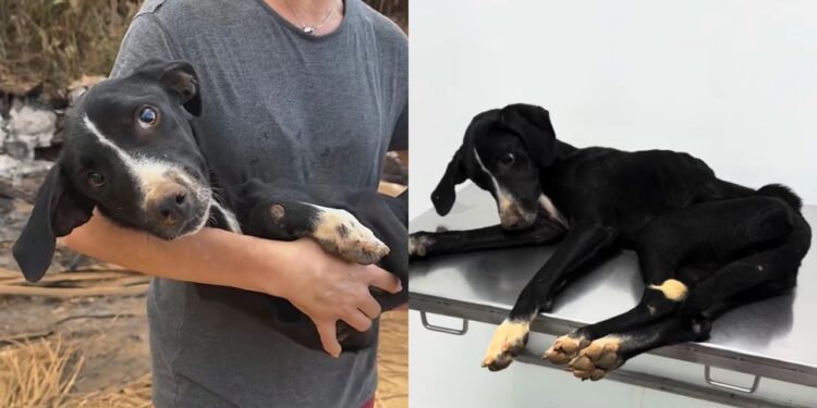 Cadela abandonada quase sem forças surpreende ao reagir com carinho