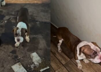 Filhote de pitbull abandonado na rua emociona em Goiás após gesto que mudou seu destino