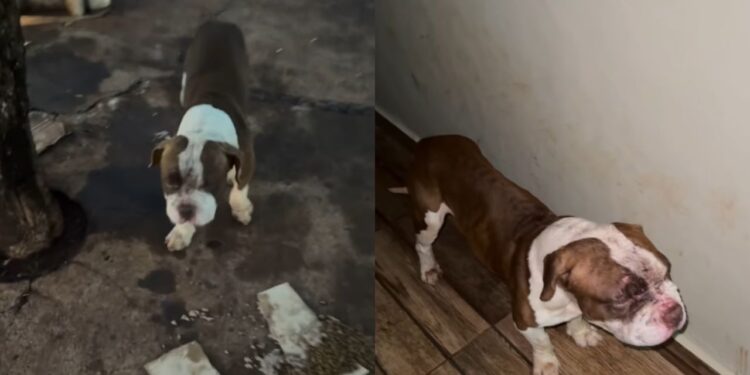 Filhote de pitbull abandonado na rua emociona em Goiás após gesto que mudou seu destino