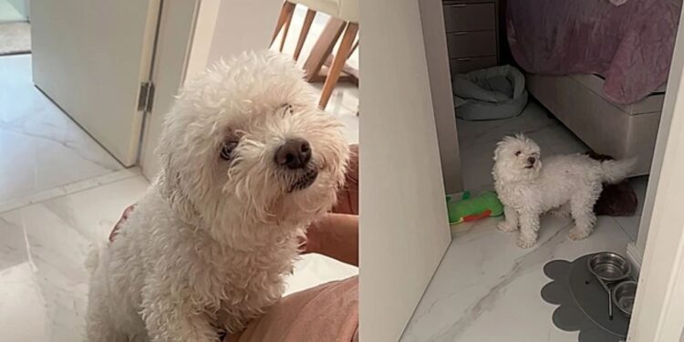 Cachorro cego emociona ao reconhecer tutora apenas pela voz em momento encantador