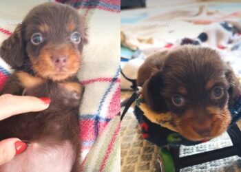 Nascida com apenas um dia, cadelinha perde três patinhas e mostra que amor muda qualquer destino