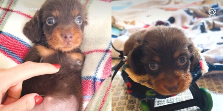 Nascida com apenas um dia, cadelinha perde três patinhas e mostra que amor muda qualquer destino