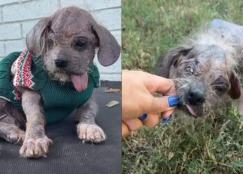 Cachorro com sarna grave, mal conseguia levantar a cabeça e transformação emociona