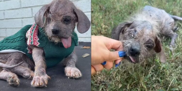 Cachorro com sarna grave, mal conseguia levantar a cabeça e transformação emociona